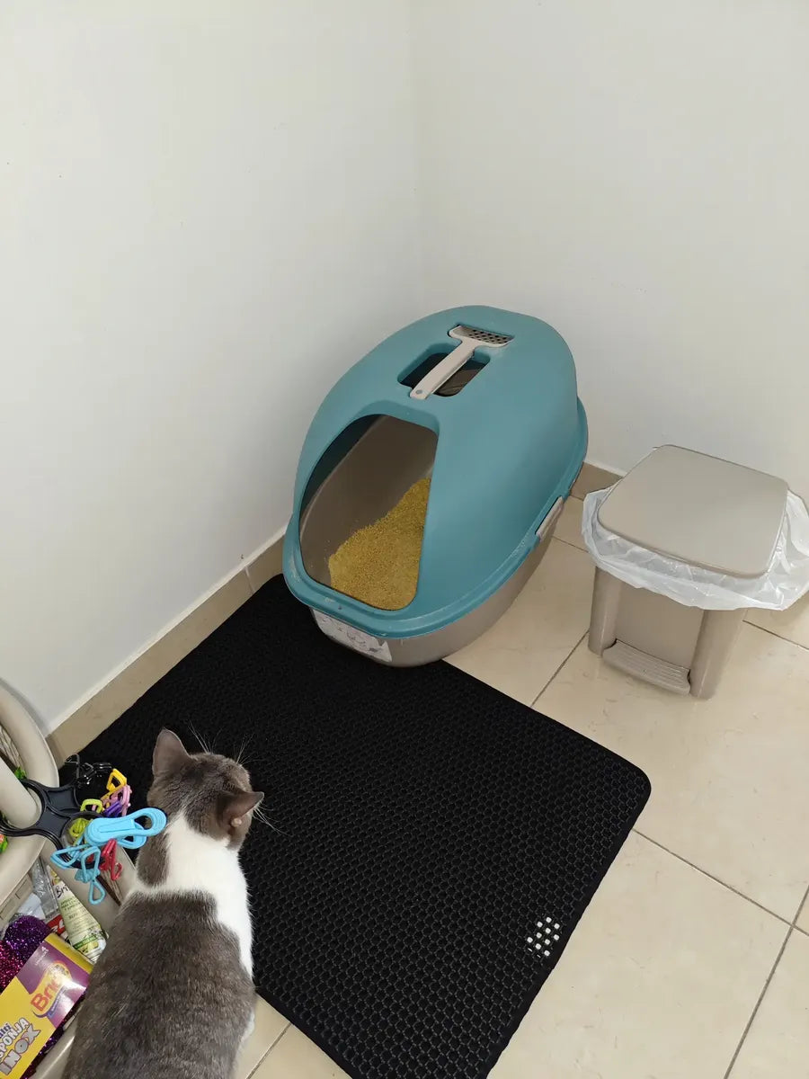 CatClean frente a arenero - foto de cliente 1